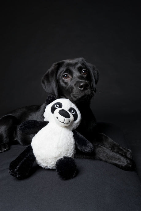 Ein schwarzer Hund liegt auf einem dunklen Hintergrund und hält ein plüschiges, weiß-schwarzes Panda-Spielzeug.