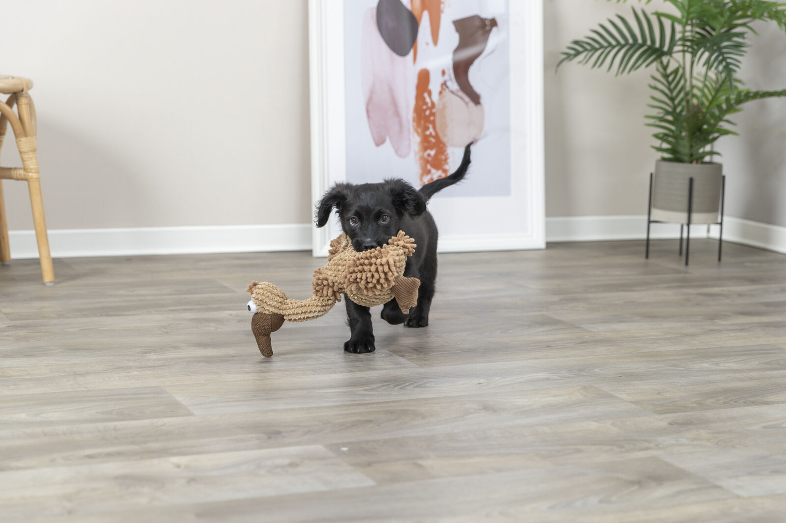 Kleiner schwarzer Hund trägt ein braunes Spielzeug in einem modernen, hellen Innenraum mit Poster und Pflanze.