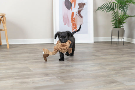 Kleiner schwarzer Hund trägt ein braunes Spielzeug in einem modernen, hellen Innenraum mit Poster und Pflanze.