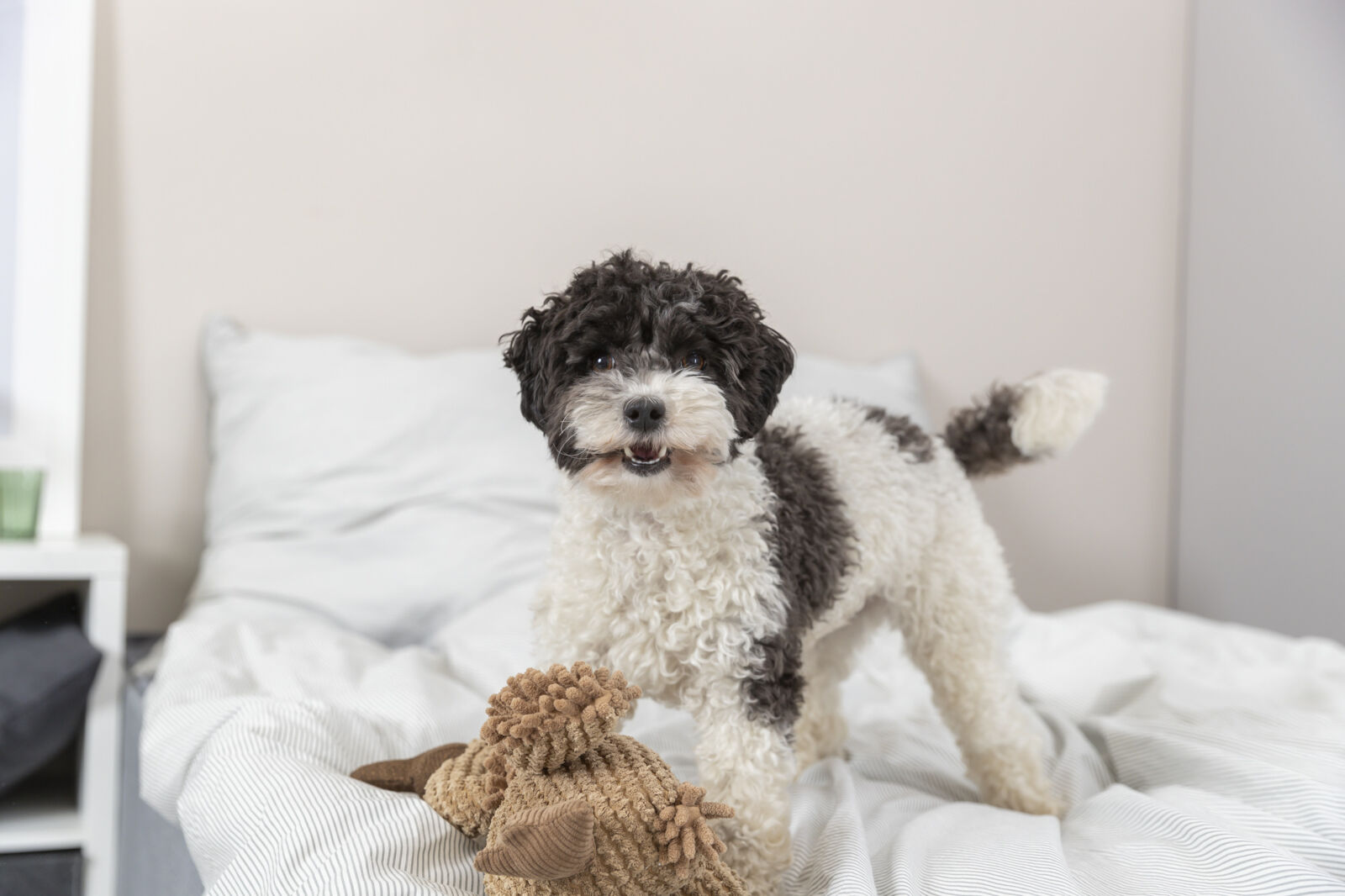 Ein kleiner Hund mit lockigem schwarz-weißem Fell steht auf einem Bett neben einem Stofftier.