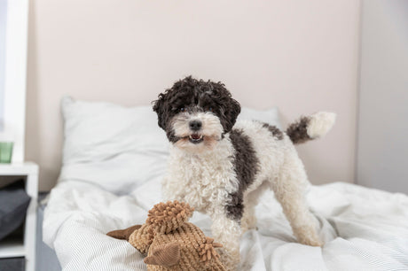 Ein kleiner Hund mit lockigem schwarz-weißem Fell steht auf einem Bett neben einem Stofftier.