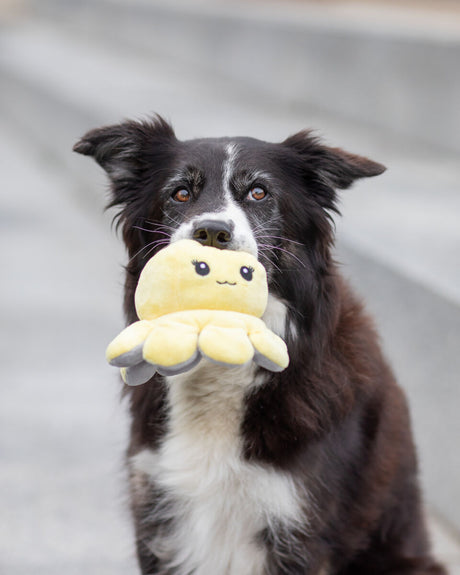 PHO_PRO_DOG_35928-10