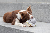 PHO_PRO_DOG_35928-11