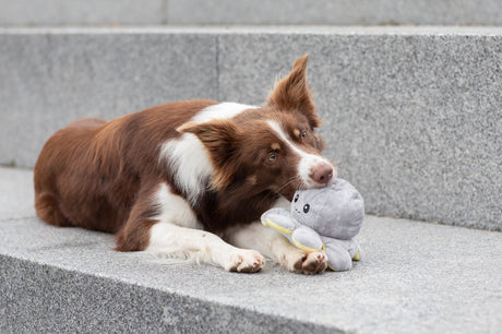 PHO_PRO_DOG_35928-11