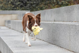 PHO_PRO_DOG_35928-12