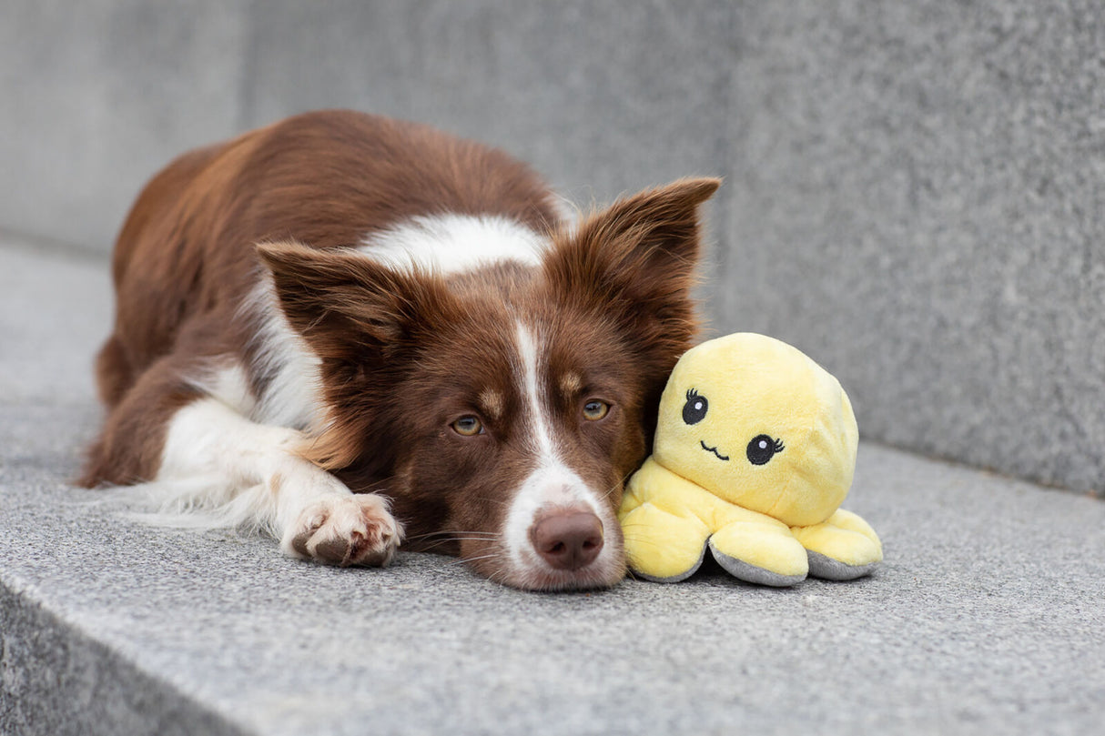 PHO_PRO_DOG_35928-13