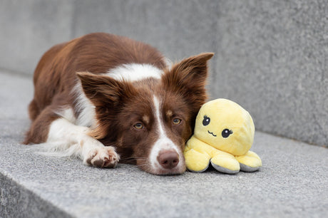 PHO_PRO_DOG_35928-13