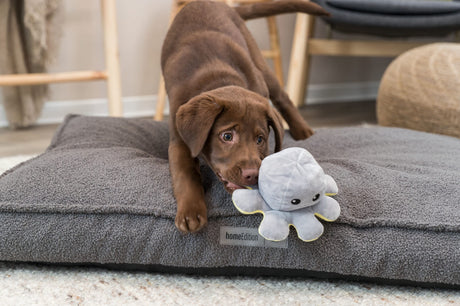 PHO_PRO_DOG_35928-1