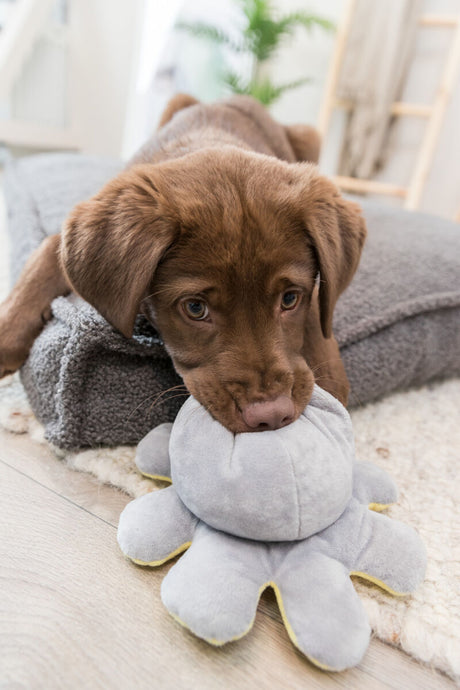 PHO_PRO_DOG_35928-2