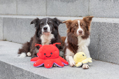 PHO_PRO_DOG_35928-35929-1