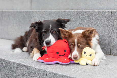 PHO_PRO_DOG_35928-35929-2