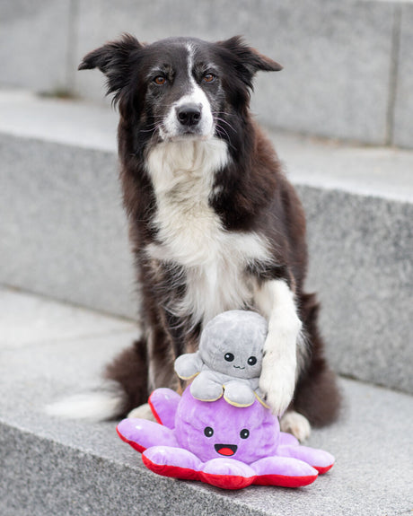 PHO_PRO_DOG_35928-35929-4