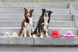 PHO_PRO_DOG_35928-35929-5