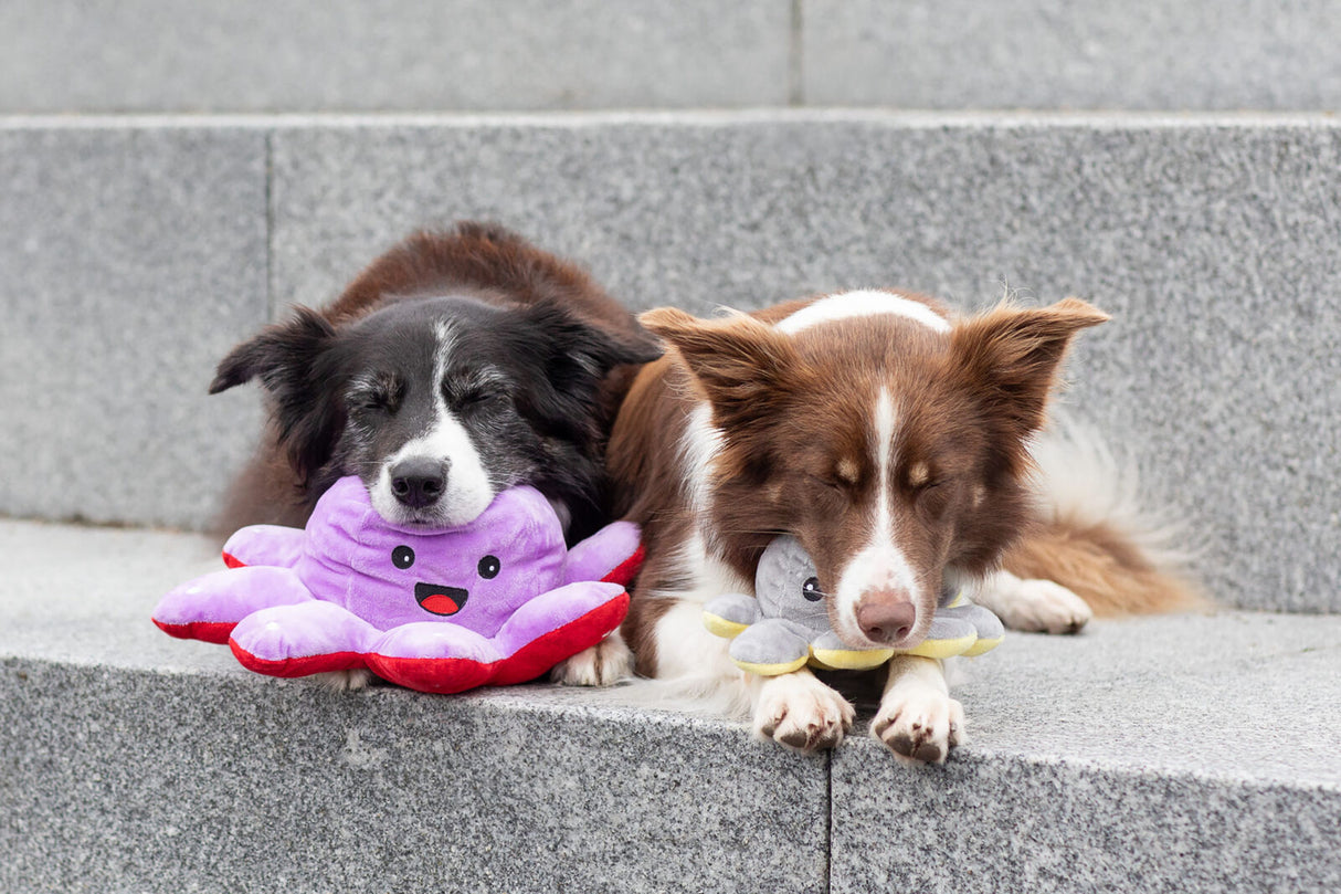 PHO_PRO_DOG_35928-35929-7