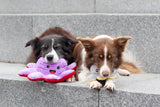 PHO_PRO_DOG_35928-35929-7