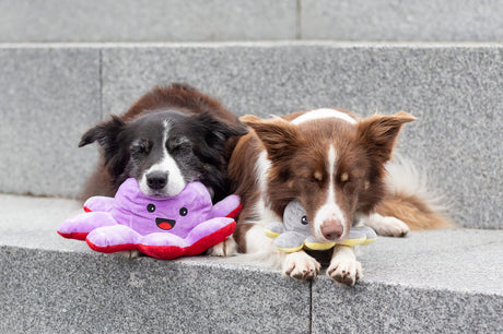 PHO_PRO_DOG_35928-35929-7