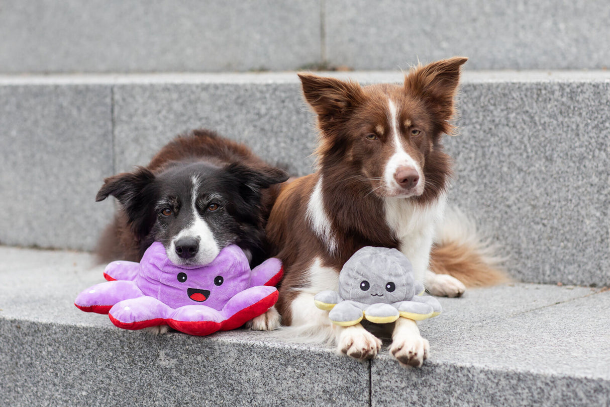 PHO_PRO_DOG_35928-35929-8