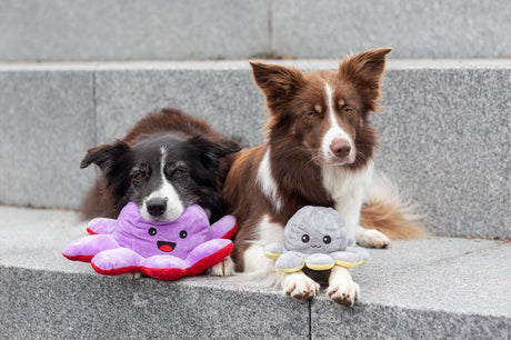 PHO_PRO_DOG_35928-35929-8