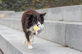 PHO_PRO_DOG_35928-8