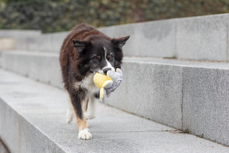 PHO_PRO_DOG_35928-8