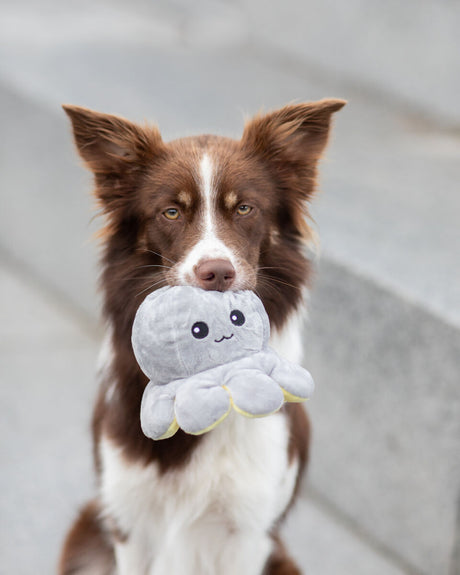 PHO_PRO_DOG_35928-9