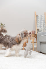 PHO_PRO_DOG_35992-1