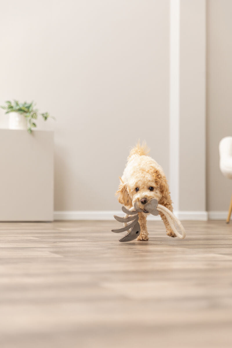 PHO_PRO_DOG_35993-3