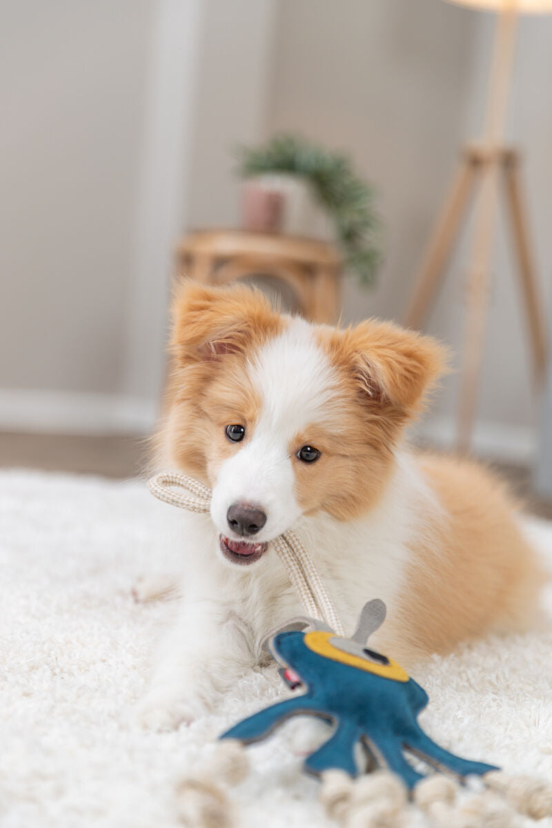 Ein Welpe mit braun-weißem Fell spielt auf einem Teppich mit einem blauen Spielzeug in einem gemütlichen Raum.