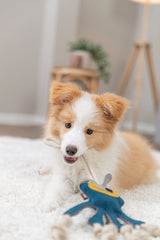 Ein Welpe mit braun-weißem Fell spielt auf einem Teppich mit einem blauen Spielzeug in einem gemütlichen Raum.