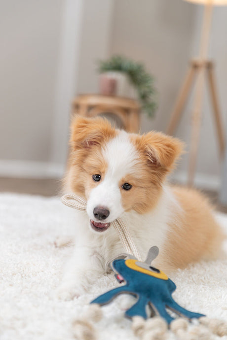 Ein Welpe mit braun-weißem Fell spielt auf einem Teppich mit einem blauen Spielzeug in einem gemütlichen Raum.