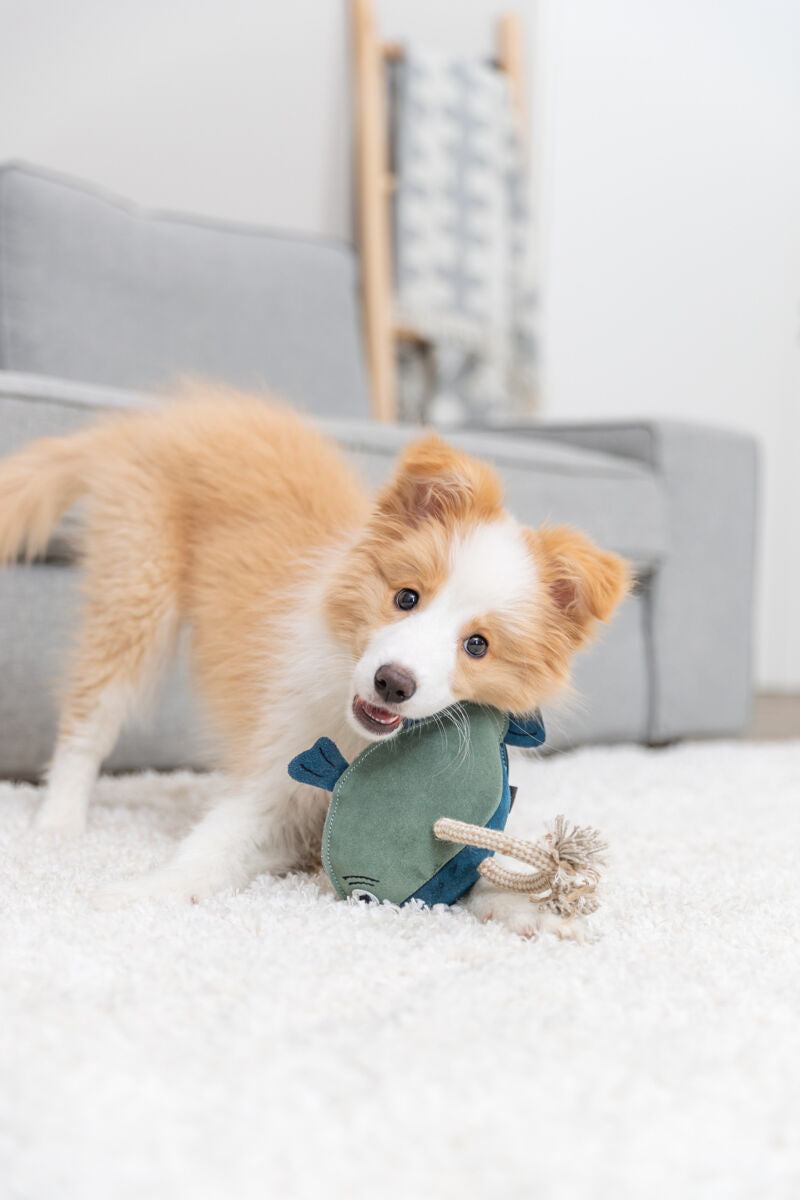 PHO_PRO_DOG_35996-1