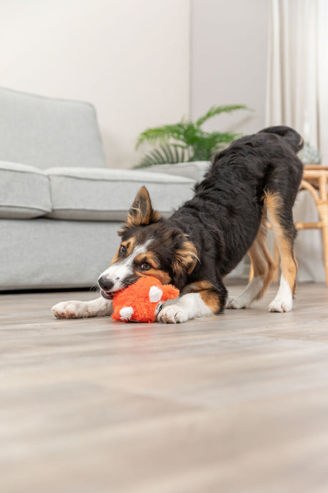 PHO_PRO_DOG_36021-2