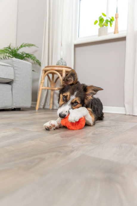 PHO_PRO_DOG_36021-5