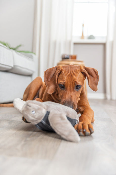 PHO_PRO_DOG_36062-1