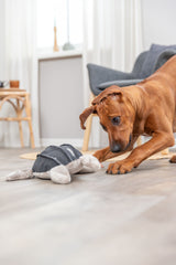 PHO_PRO_DOG_36062-2