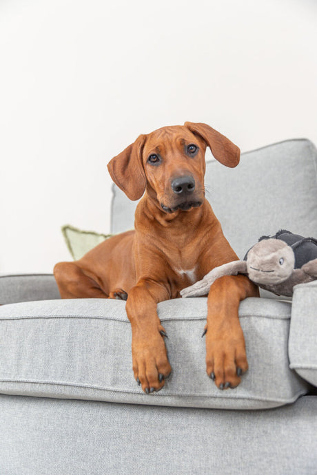PHO_PRO_DOG_36062-5