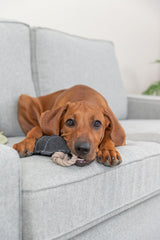 PHO_PRO_DOG_36064-1
