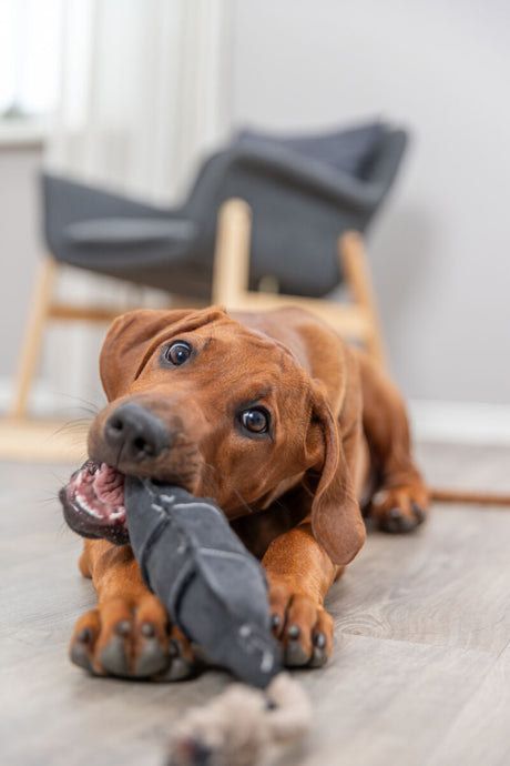 PHO_PRO_DOG_36064-2