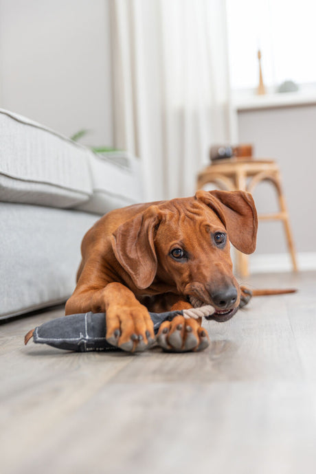 PHO_PRO_DOG_36064-3