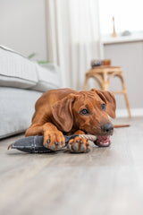PHO_PRO_DOG_36064-4