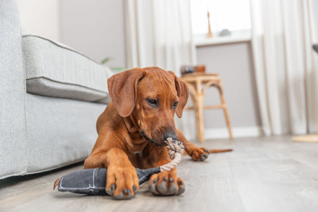 PHO_PRO_DOG_36064-5