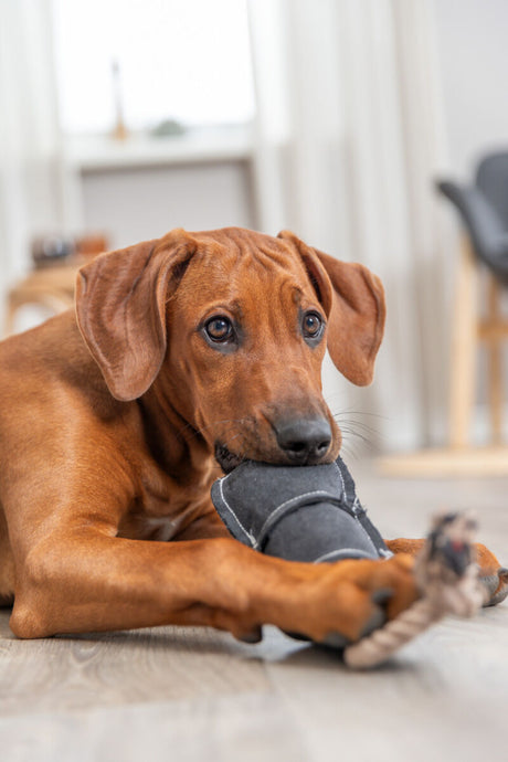 PHO_PRO_DOG_36064-6