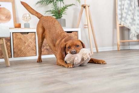PHO_PRO_DOG_36096-2