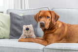 PHO_PRO_DOG_36096-4