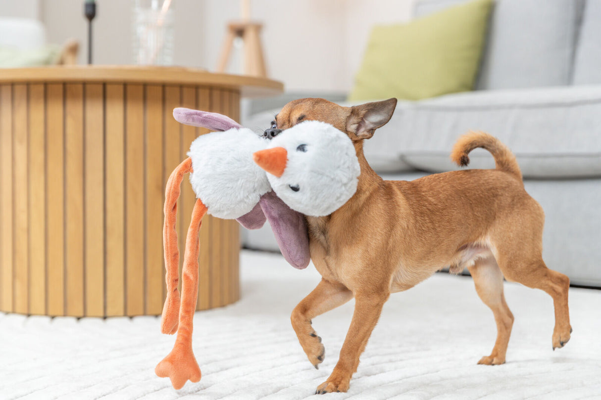Ein kleiner brauner Hund trägt ein Plüschspielzeug mit orangefarbenem Schnabel und Beinen in einem Wohnzimmer.