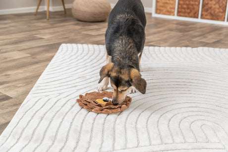 Hund schnüffelt an brauner Spielmatte auf einem weißen Teppich mit Streifenmuster in einem Zimmer mit Holzboden.