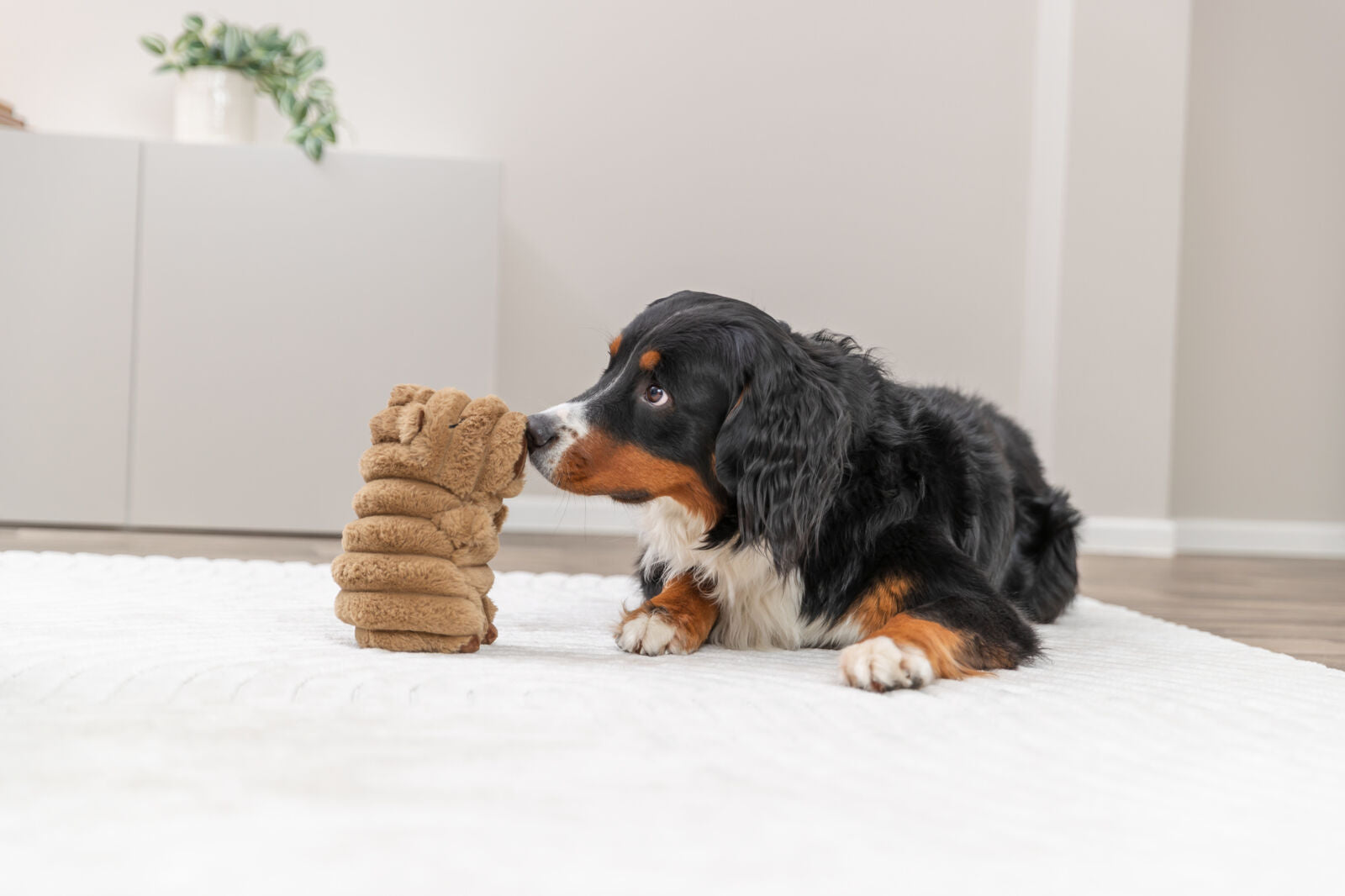Ein Hund liegt auf einem weißen Teppich und beschnuppert ein braunes Stoffspielzeug.