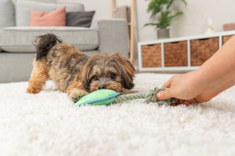 PHO_PRO_DOG_36130-1