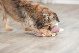 PHO_PRO_DOG_36154-1