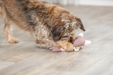 PHO_PRO_DOG_36154-1
